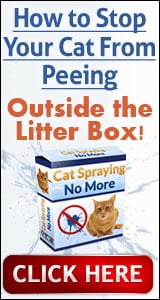 cat spraying no more